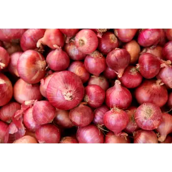 onion (9)-3504773-87139.webp
